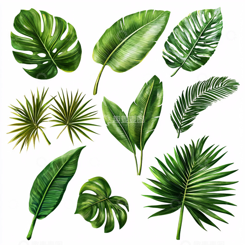 高清大图下载【趣麦麦图】热带植物叶子素材