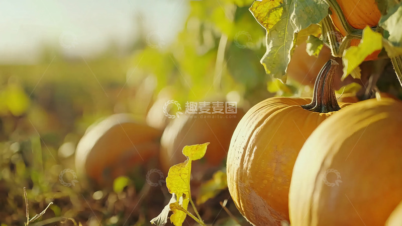 高清大图下载【趣麦麦图】田间的秋季南瓜收获