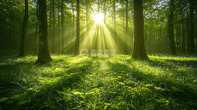 高清大图下载【趣麦麦图】森林阳光