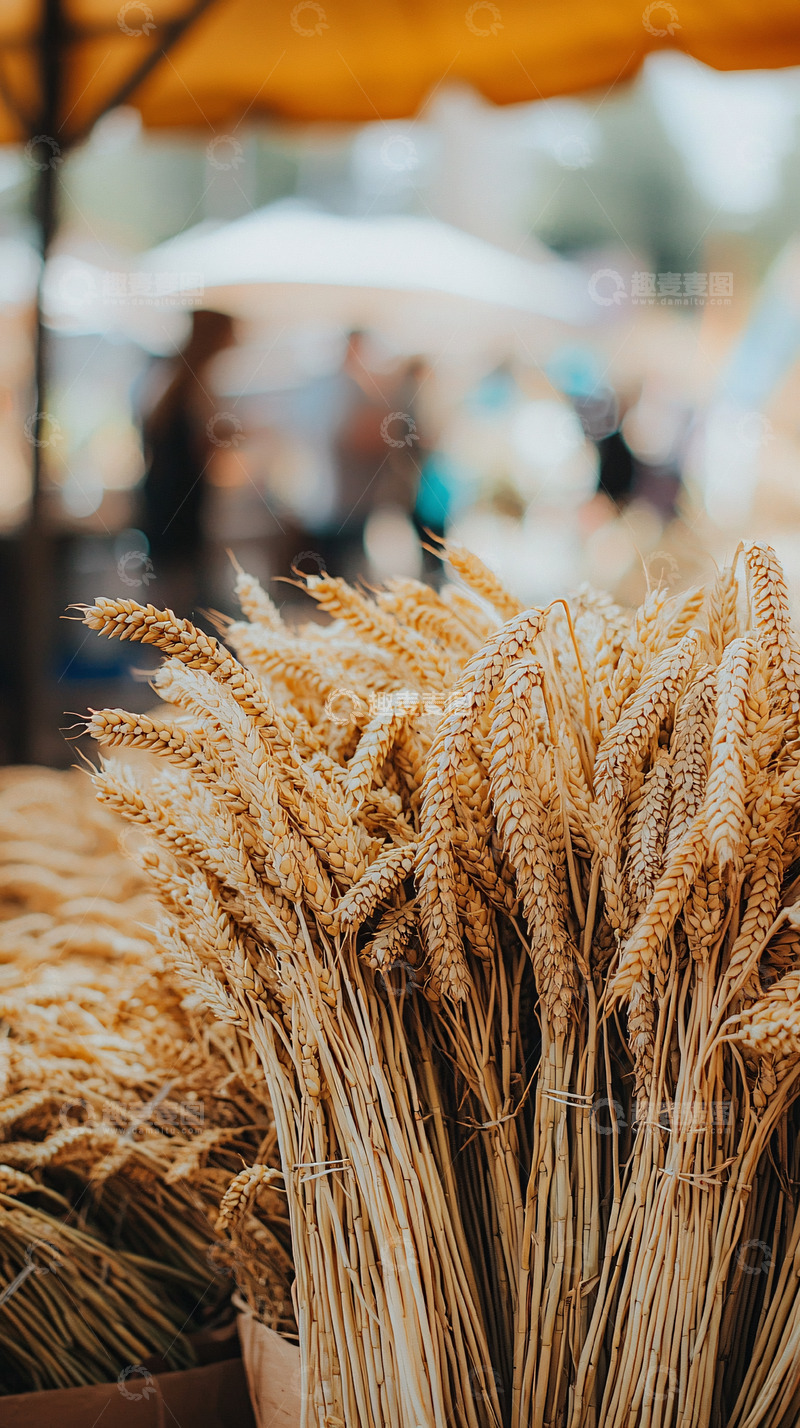 高清大图下载【趣麦麦图】麦穗