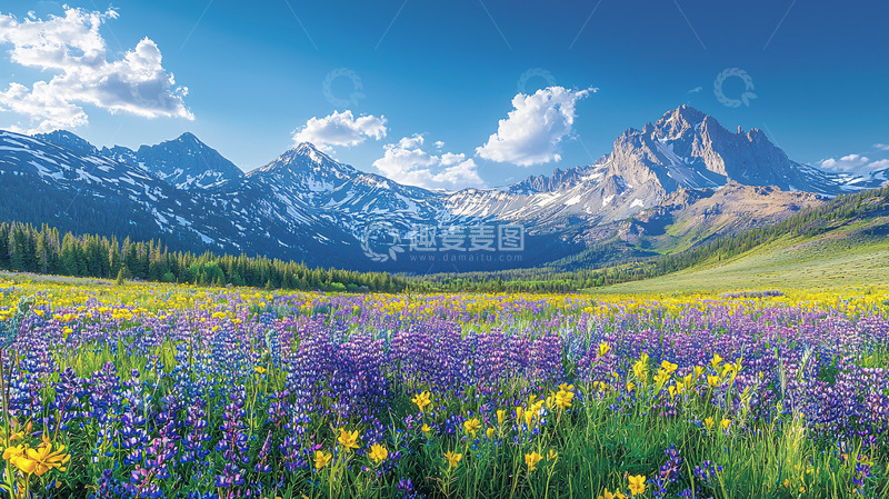 高清大图下载【趣麦麦图】阳光下的高山野花田
