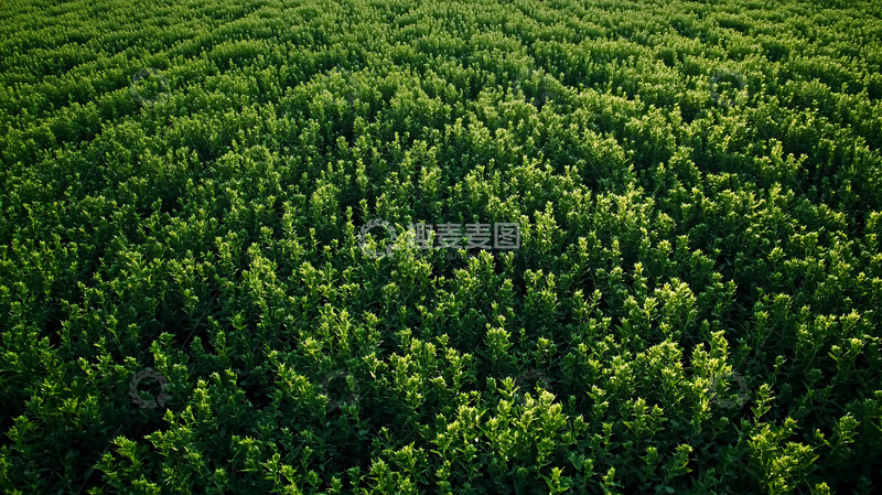 高清大图下载【趣麦麦图】绿色植物1