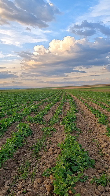 田野里绿油油的土豆地