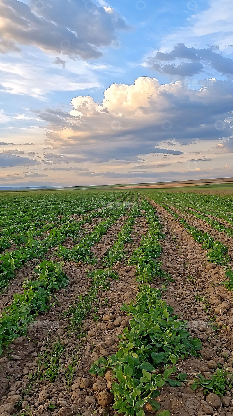 高清大图下载【趣麦麦图】-田野里绿油油的土豆地
