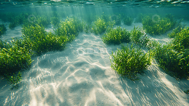 高清大图下载【趣麦麦图】海底阳光照耀草地