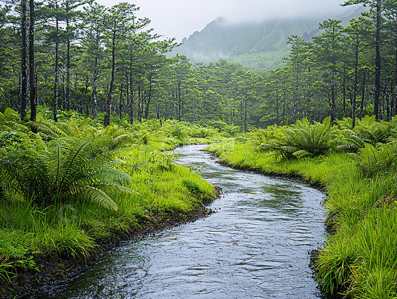 高清大图下载【趣麦麦图】宁静的森林小溪