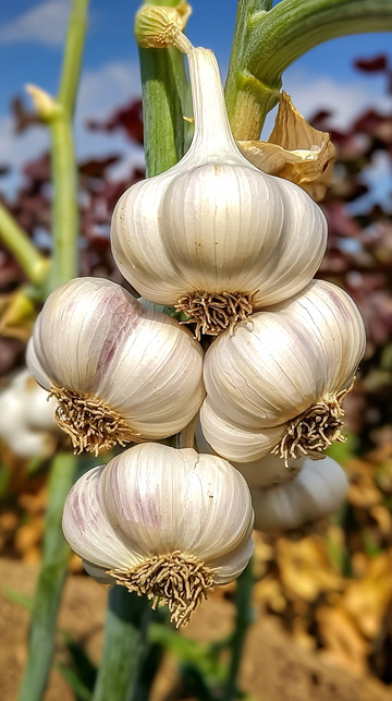 大蒜丰收