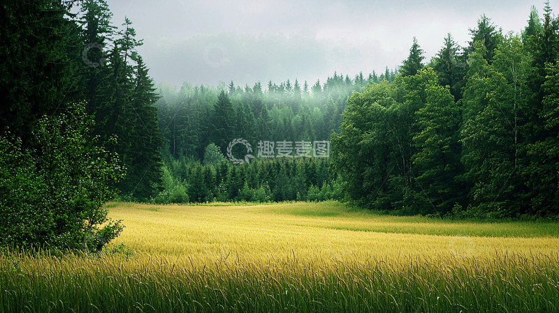 高清大图下载【趣麦麦图】雾气弥漫的森林田野