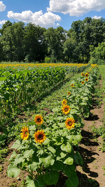 向日葵田园风光