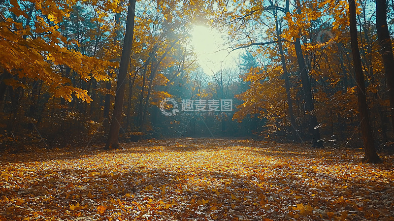 高清大图下载【趣麦麦图】秋日森林阳光洒落