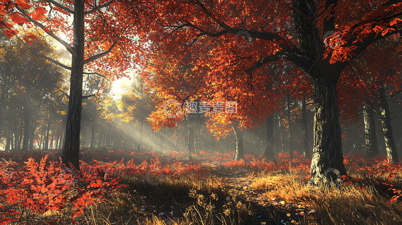 高清大图下载【趣麦麦图】秋日森林阳光透过树林