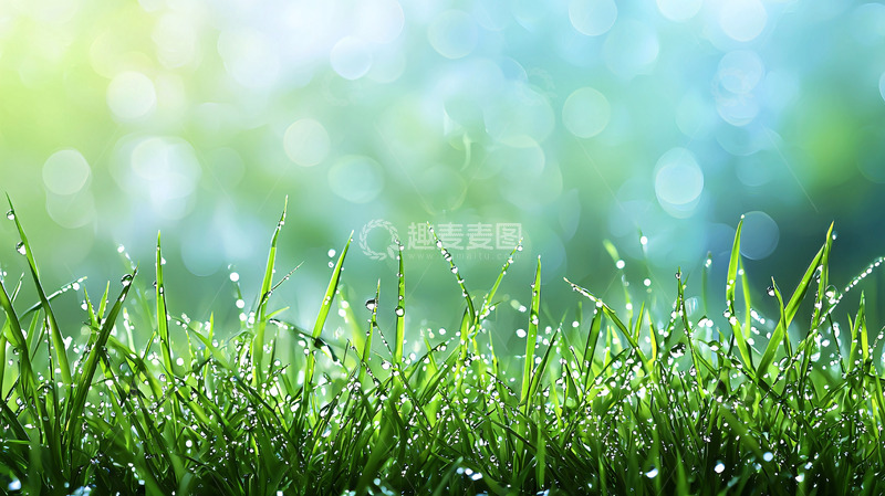 高清大图下载【趣麦麦图】清晨露珠草地
