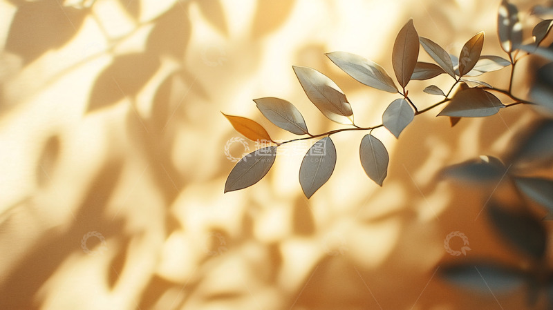 高清大图下载【趣麦麦图】阳光透过树叶