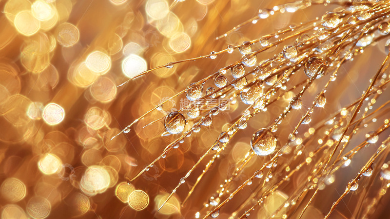 高清大图下载【趣麦麦图】金色麦穗水珠