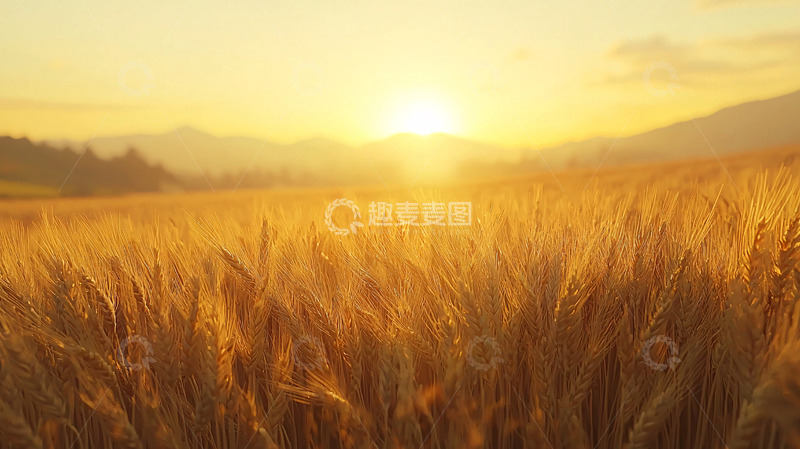 高清大图下载【趣麦麦图】金色麦田日落景色