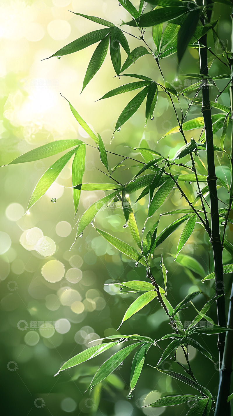 高清大图下载【趣麦麦图】阳光下的翠绿竹叶
