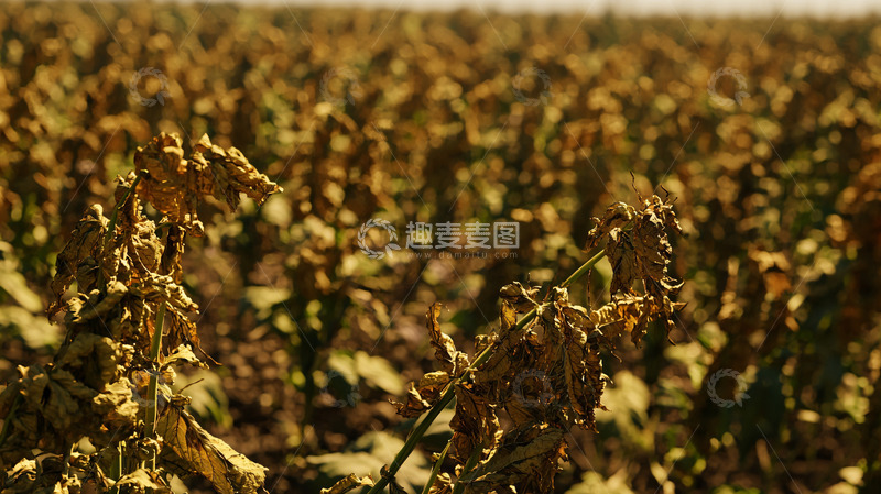 高清大图下载【趣麦麦图】-枯萎的植物田野