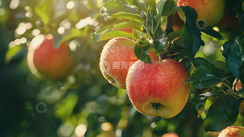 高清大图下载【趣麦麦图】-新鲜挂满枝头的苹果