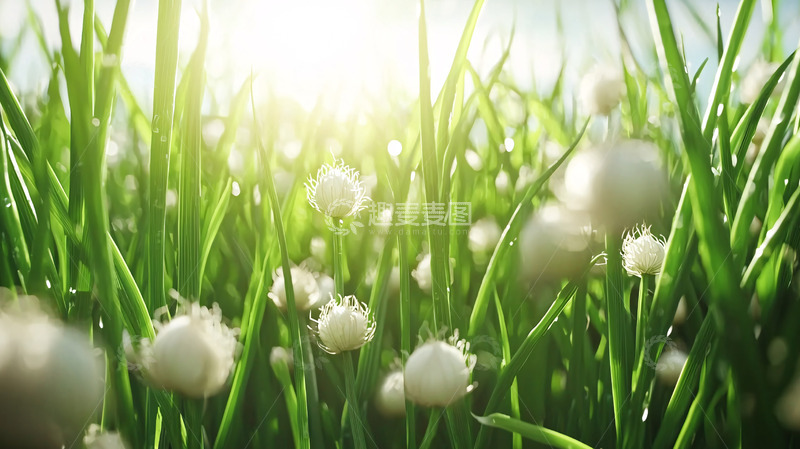 高清大图下载【趣麦麦图】阳光下的绿色草地和白色小花
