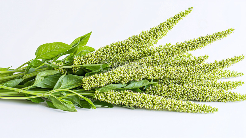 高清大图下载【趣麦麦图】绿色植物花束