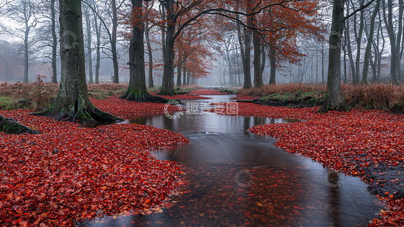 高清大图下载【趣麦麦图】落叶覆盖水面森林景色