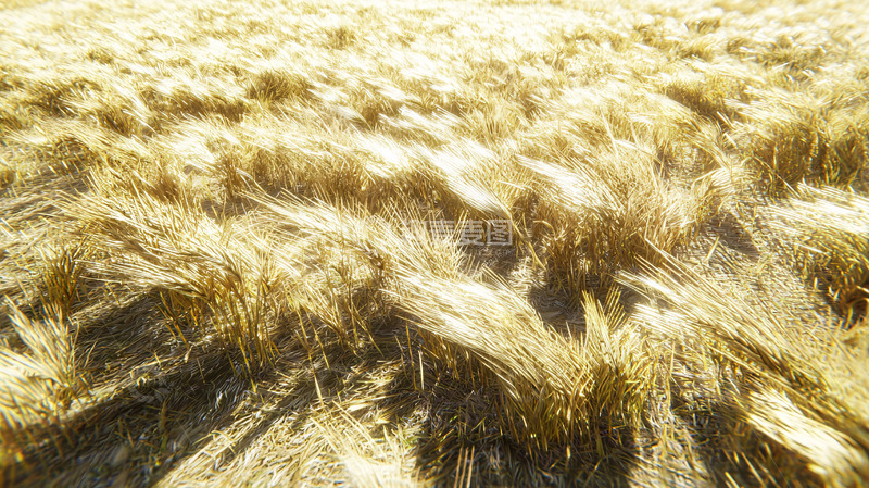 高清大图下载【趣麦麦图】金黄麦浪