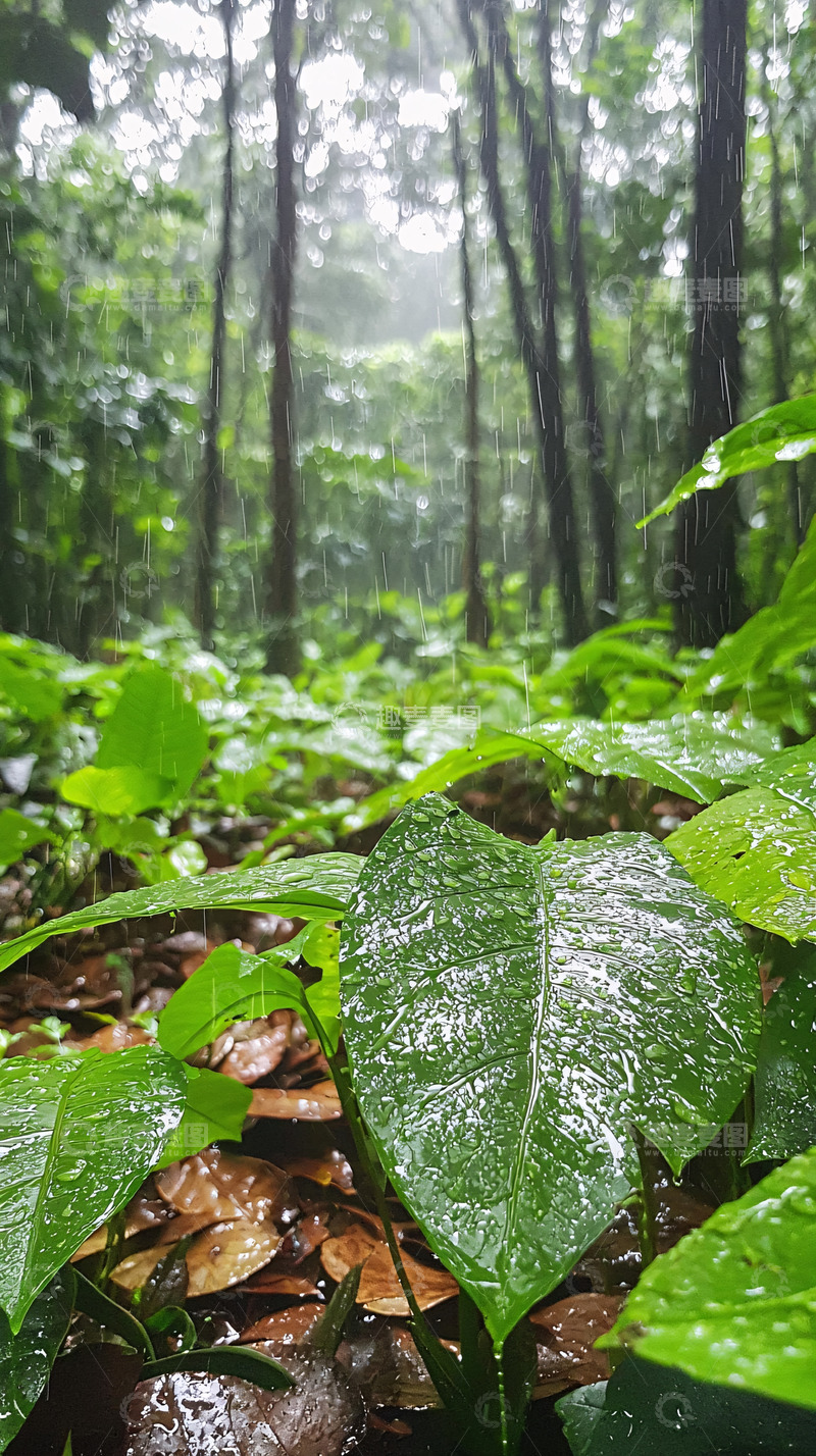 高清大图下载【趣麦麦图】雨后森林地面绿叶特写