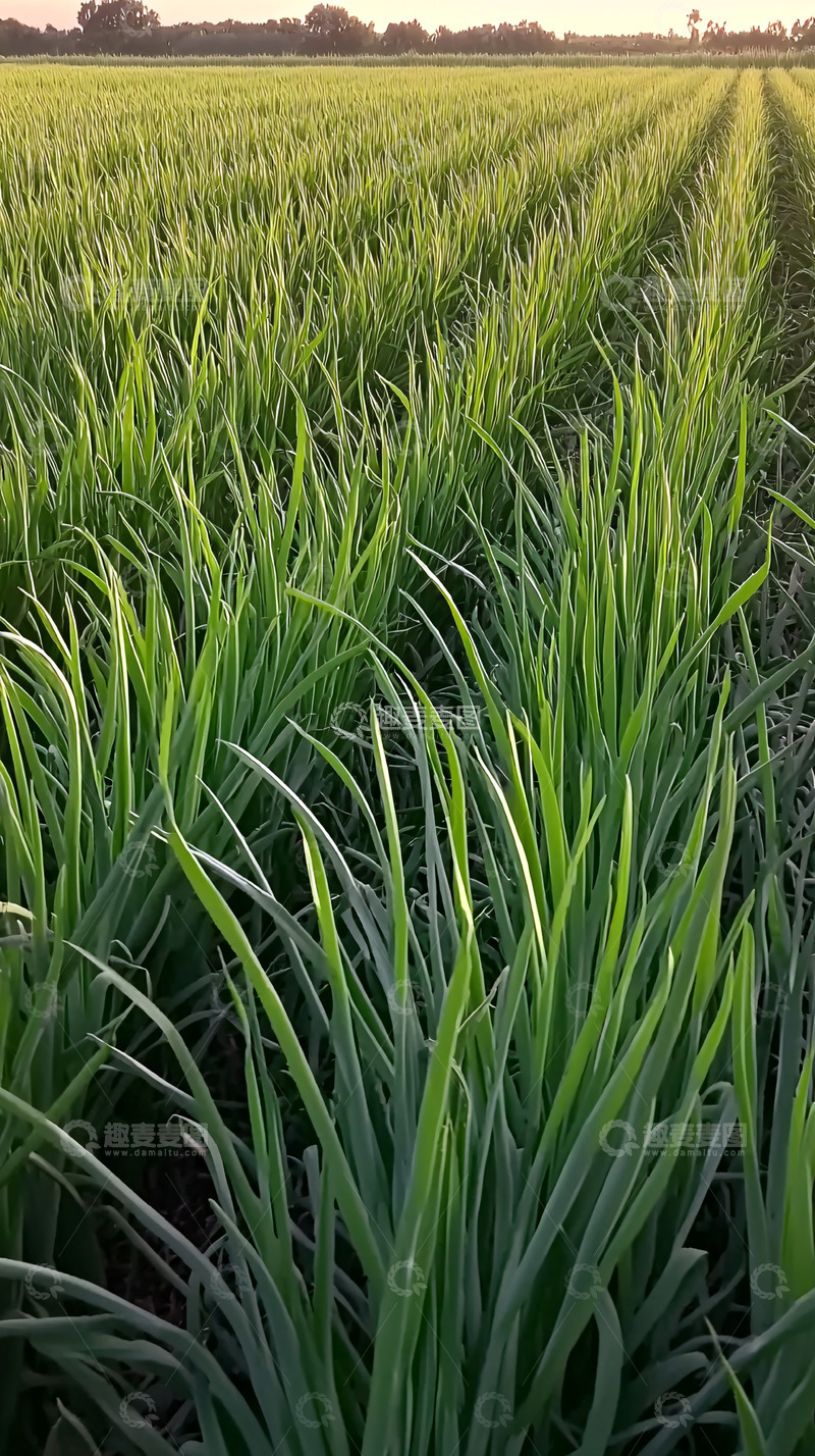 高清大图下载【趣麦麦图】绿色稻田夕阳景色