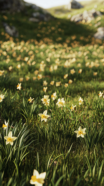 阳光下盛开的黄色水仙花
