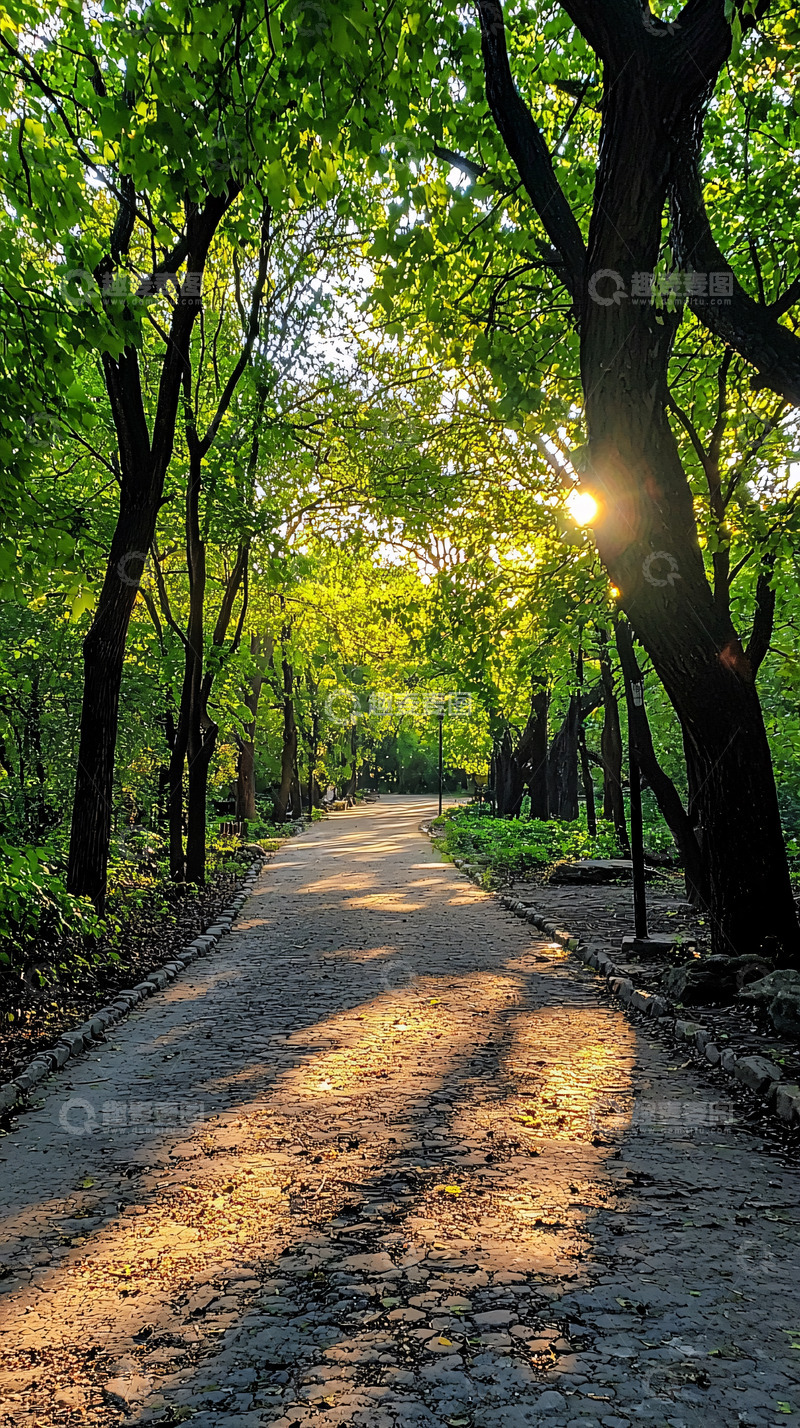 高清大图下载【趣麦麦图】阳光树林小路