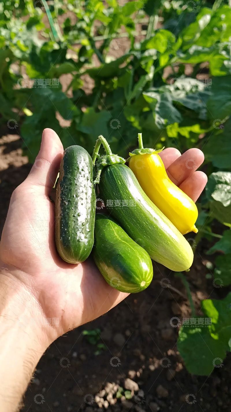 高清大图下载【趣麦麦图】手握新鲜黄瓜和青椒