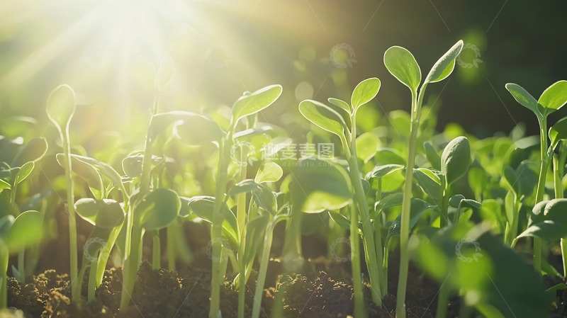 高清大图下载【趣麦麦图】阳光照射下的绿色幼苗