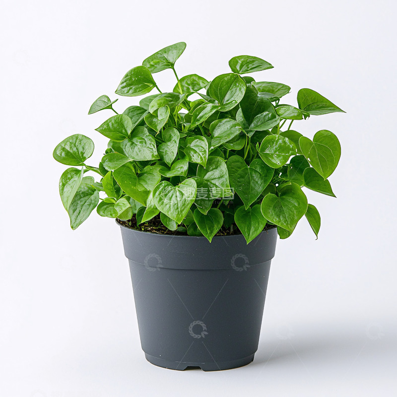 高清大图下载【趣麦麦图】绿植盆栽