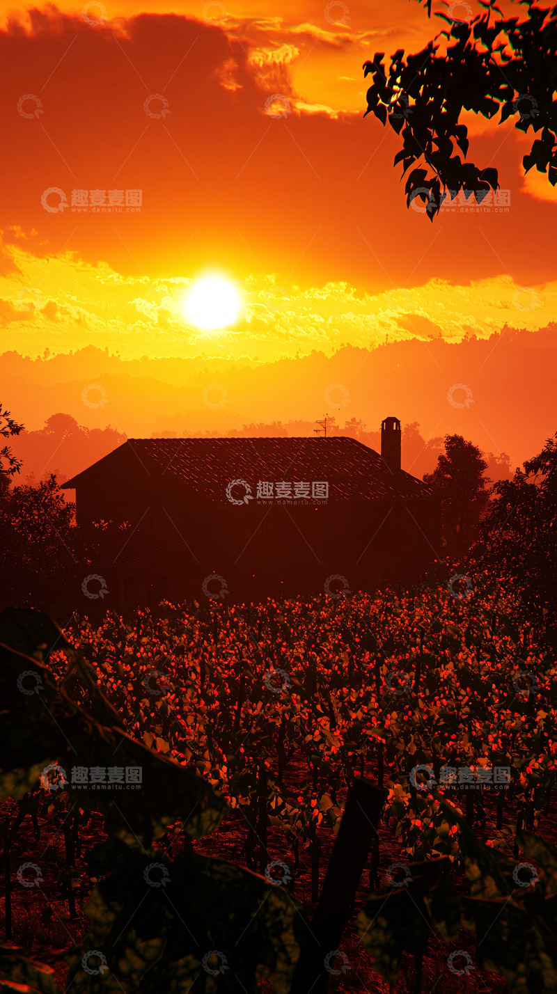 高清大图下载【趣麦麦图】橘红色日落下的葡萄园