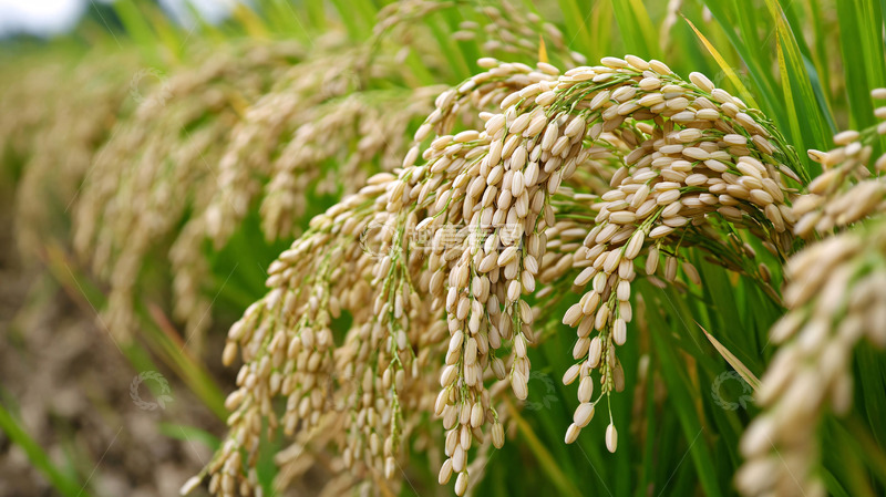 高清大图下载【趣麦麦图】稻穗成熟丰收