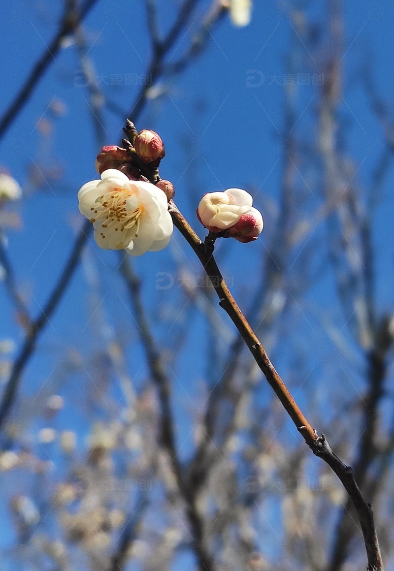 春天的梅花