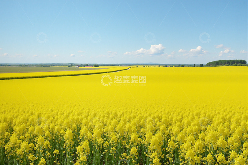 高清大图下载【趣麦麦图】开满了的油菜花