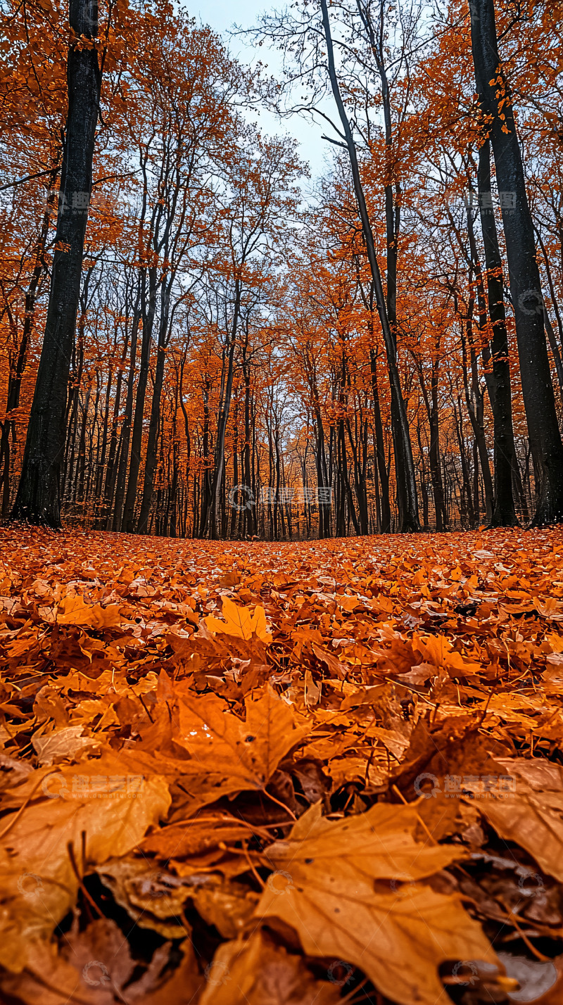 高清大图下载【趣麦麦图】秋日落叶覆盖的小路