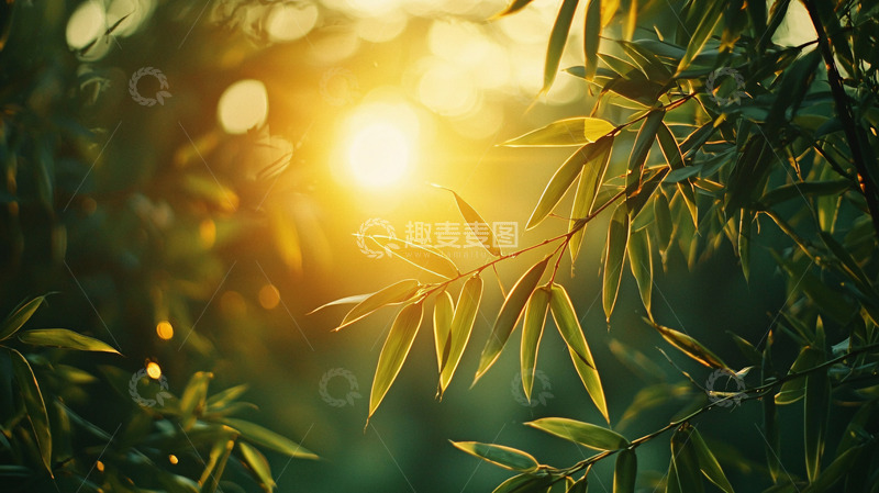 高清大图下载【趣麦麦图】阳光透过树叶