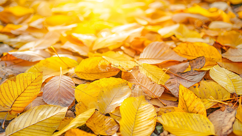 高清大图下载【趣麦麦图】阳光下的金黄落叶