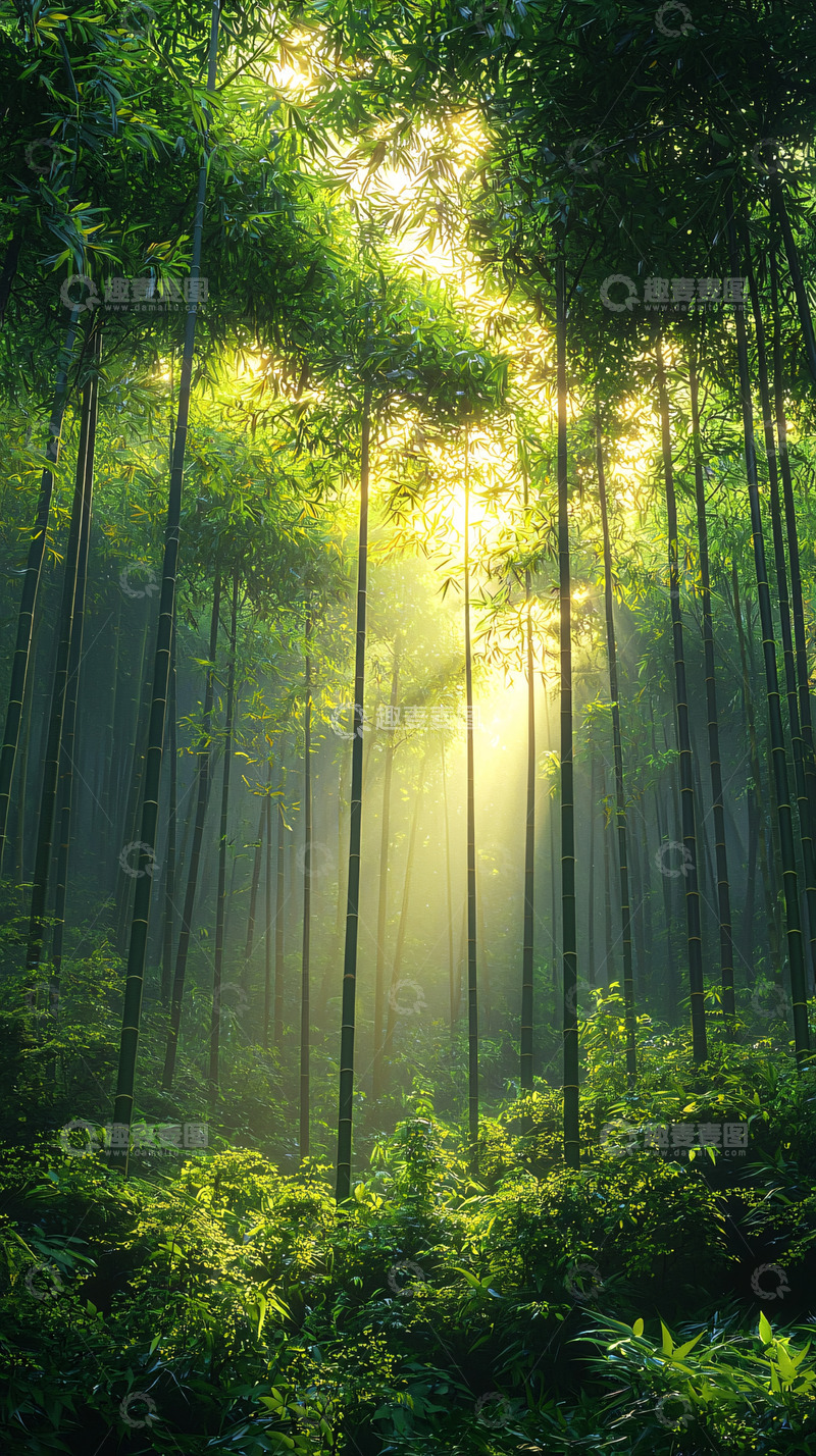 高清大图下载【趣麦麦图】阳光穿透竹林的光辉