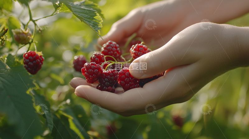 高清大图下载【趣麦麦图】双手捧着新鲜覆盆子