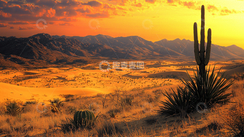 高清大图下载【趣麦麦图】沙漠落日仙人掌景观