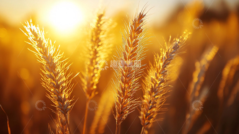 高清大图下载【趣麦麦图】金黄麦穗夕阳背景