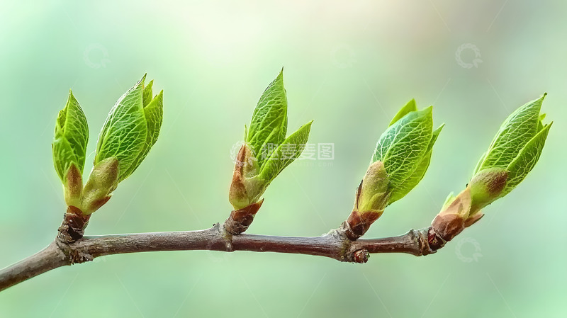 高清大图下载【趣麦麦图】春天绿色背景上的嫩芽1