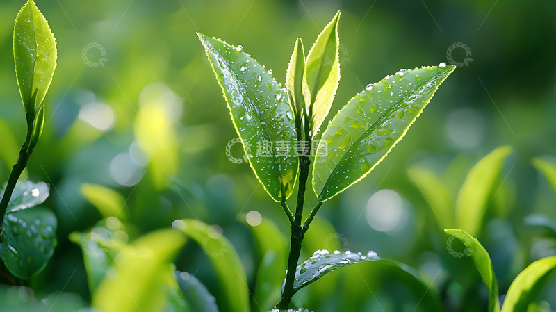 高清大图下载【趣麦麦图】春天露珠的茶树2