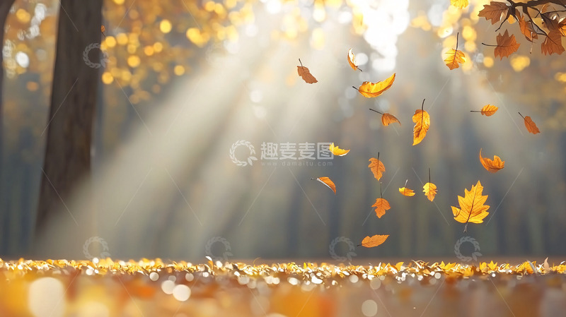 高清大图下载【趣麦麦图】秋日森林阳光洒下落叶