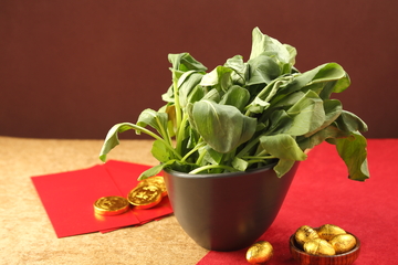 火锅配菜广东鸡毛菜