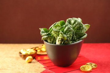 火锅配菜特色奶白菜