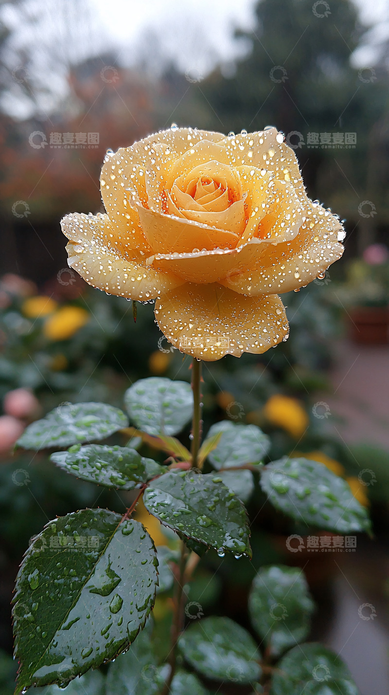 高清大图下载【趣麦麦图】雨后黄玫瑰